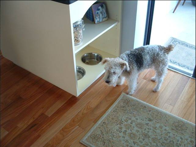 Cute dog with their own bowls built into the cabinetry!