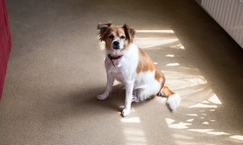 Dog with brown and white fur sitting on carpet, looking toward the camera.