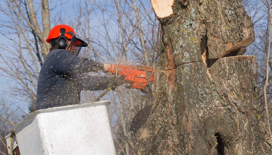 Using a cherry picker to dismantle a tree