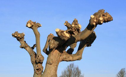 Pollarded tree