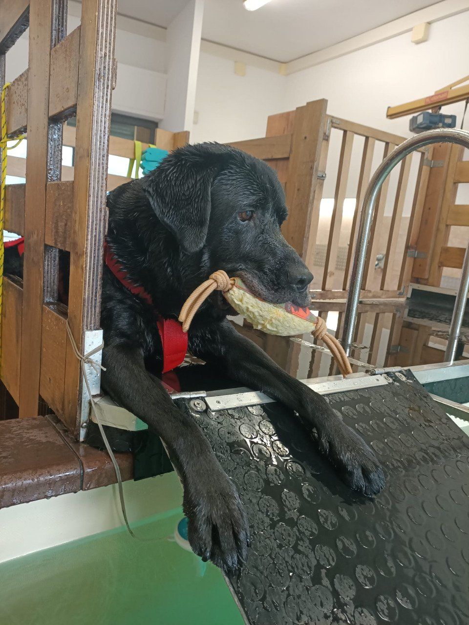 Labrador