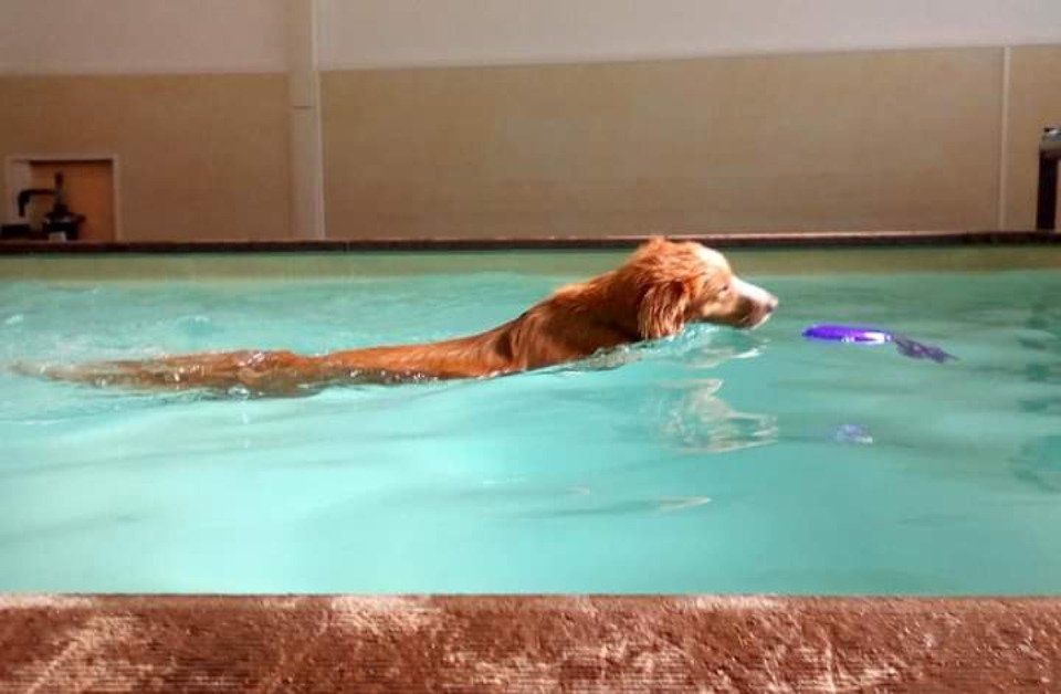 Cane che nuota
