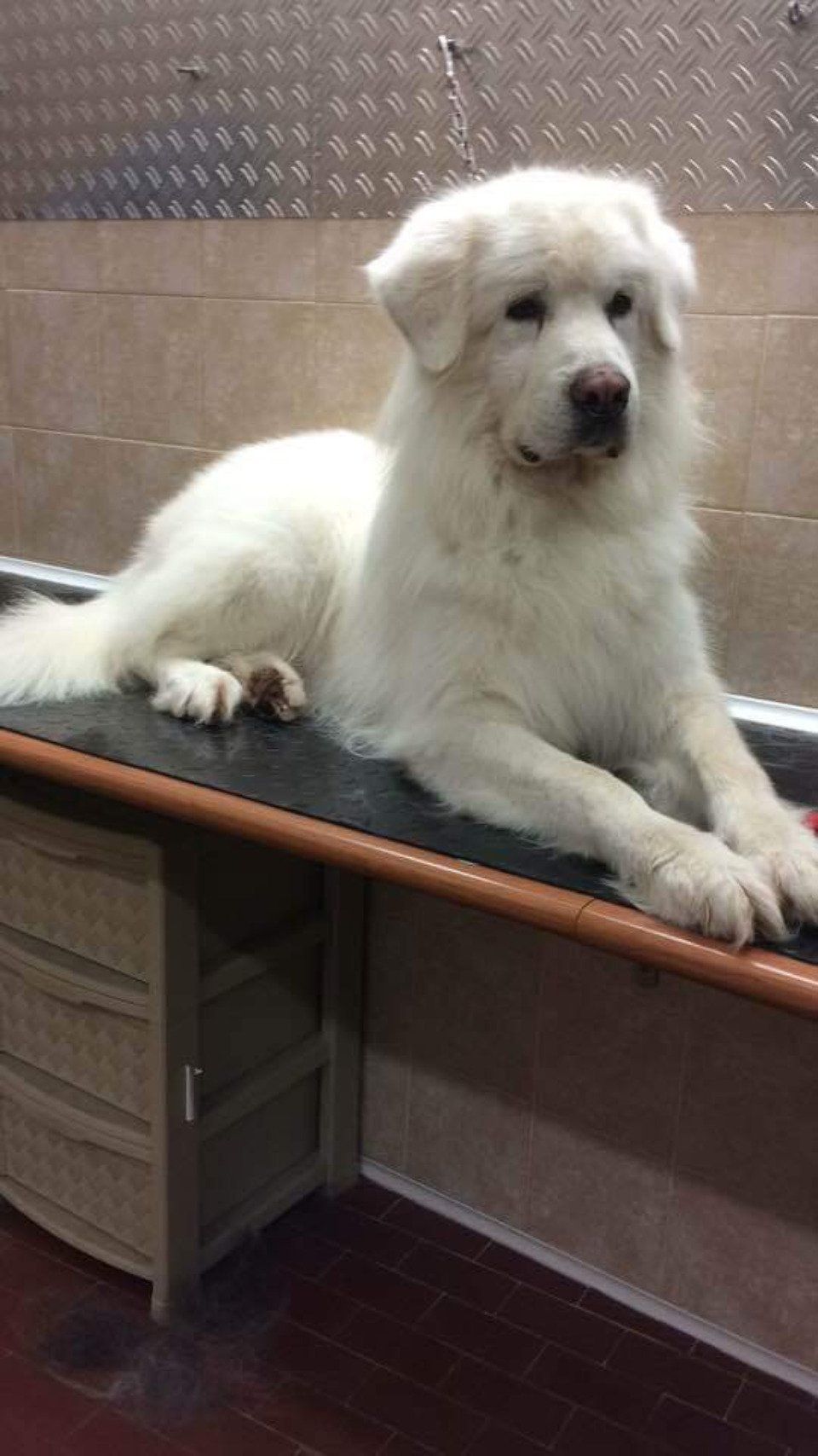Cane bianco