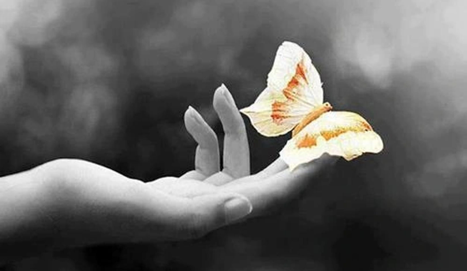 butterfly