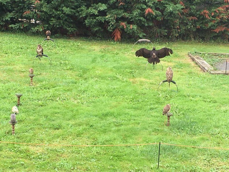 roofvogels