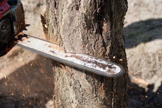 Chainsaw being used to cut a tree trunk - Tree Service in Mount Bethel, PA