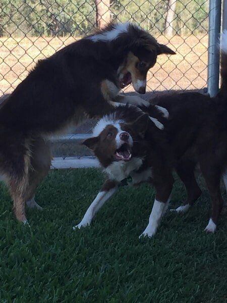 Dog