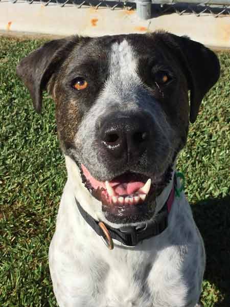 Black Stripped Dog — Pet boarding in Calliope, QLD