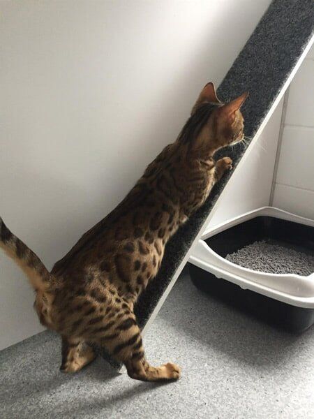 Cat With Scratch Post — Pet boarding in Calliope, QLD