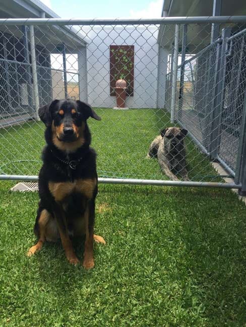 Dog Boarding — Pet boarding in Calliope, QLD