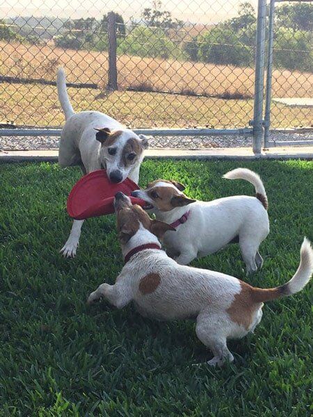 Dogs Playing A Red Frisbee — Pet boarding in Calliope, QLD