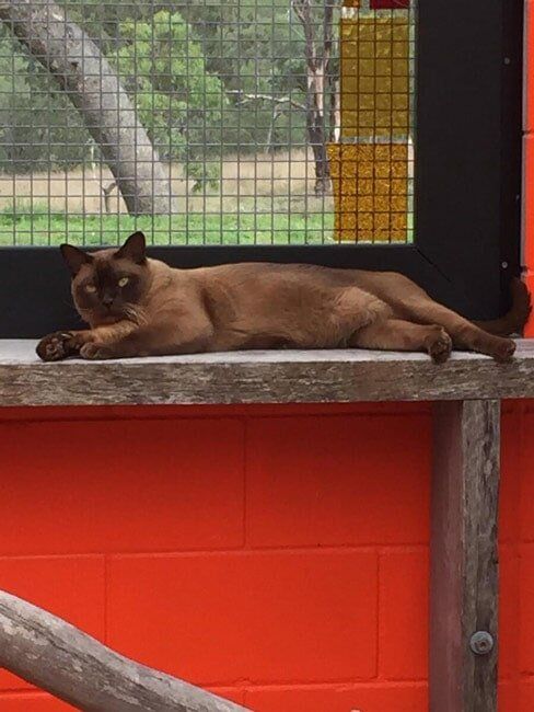 Siamese — Pet boarding in Calliope, QLD