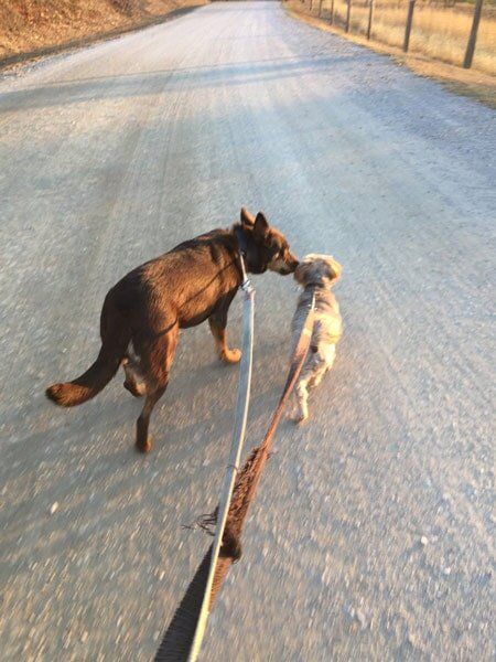 Two Dogs Walking — Pet boarding in Calliope, QLD