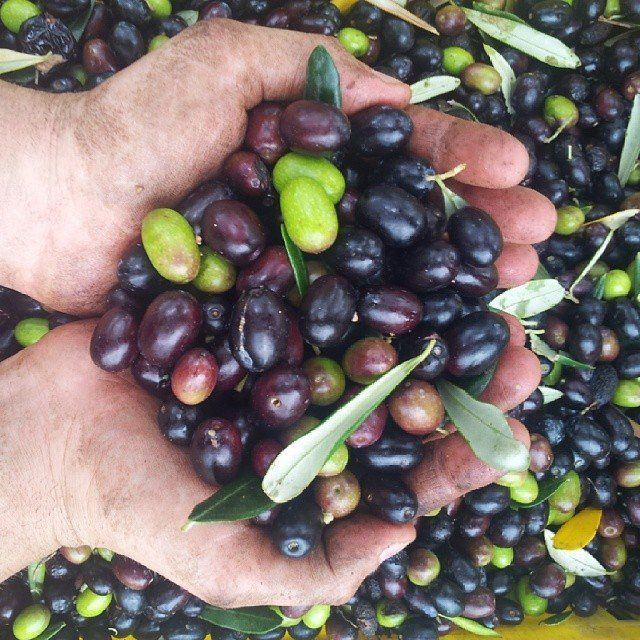 Le olive