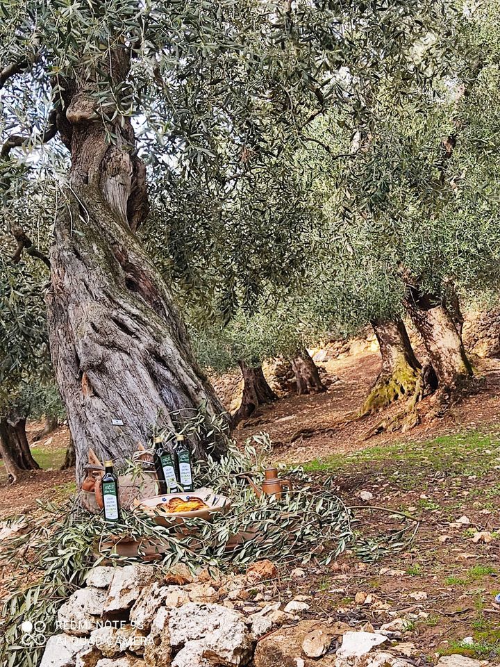 Il terreno