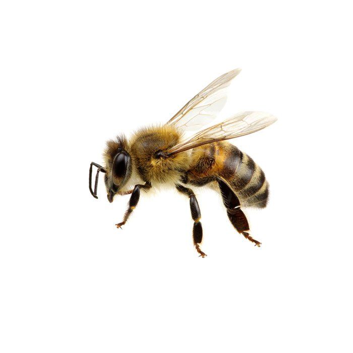 Wasp — Savannah, GA — Johnson Exterminating Inc.