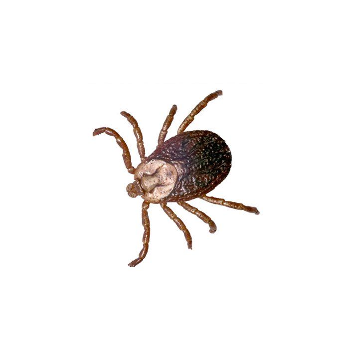 Flea — Savannah, GA — Johnson Exterminating Inc.