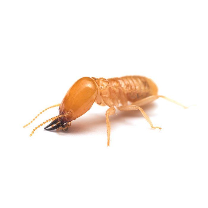 Termite — Savannah, GA — Johnson Exterminating Inc.