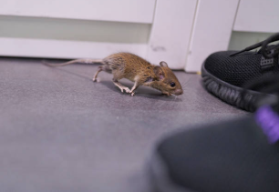 Rodent In The House