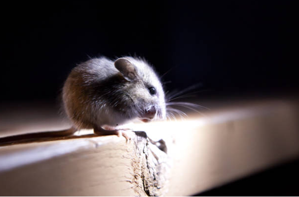 Rodent On A Table