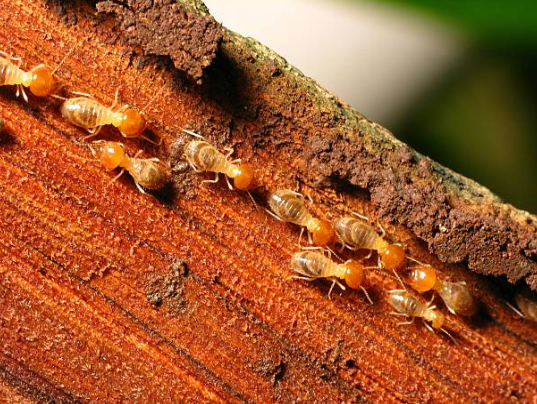 Pest Control Equipments — Protecting Yucca Plant in Memphis, TN