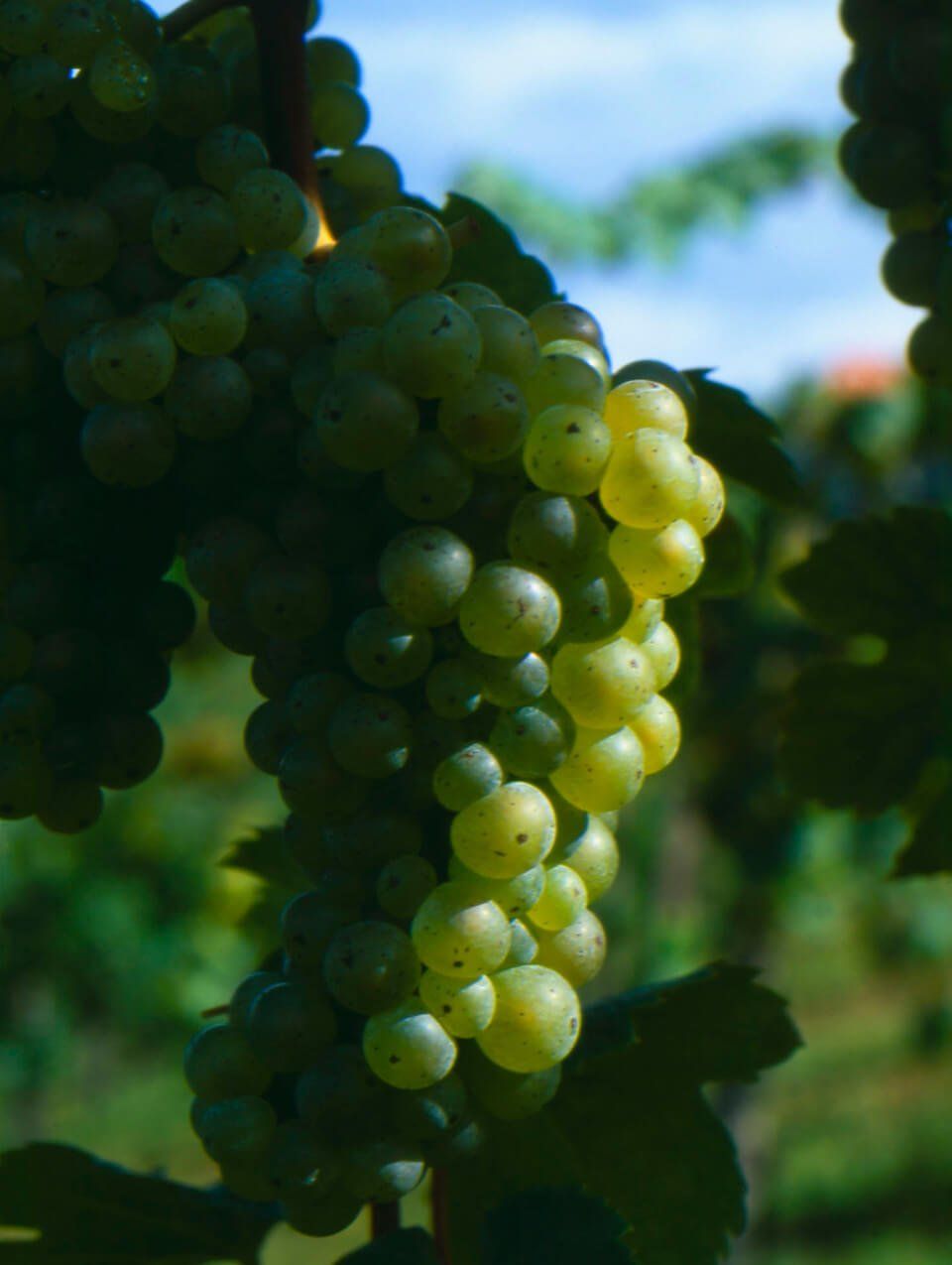 Riesling © ÖWM / Armin Faber Wein Tirol | Riesling © ÖWM / Armin Faber