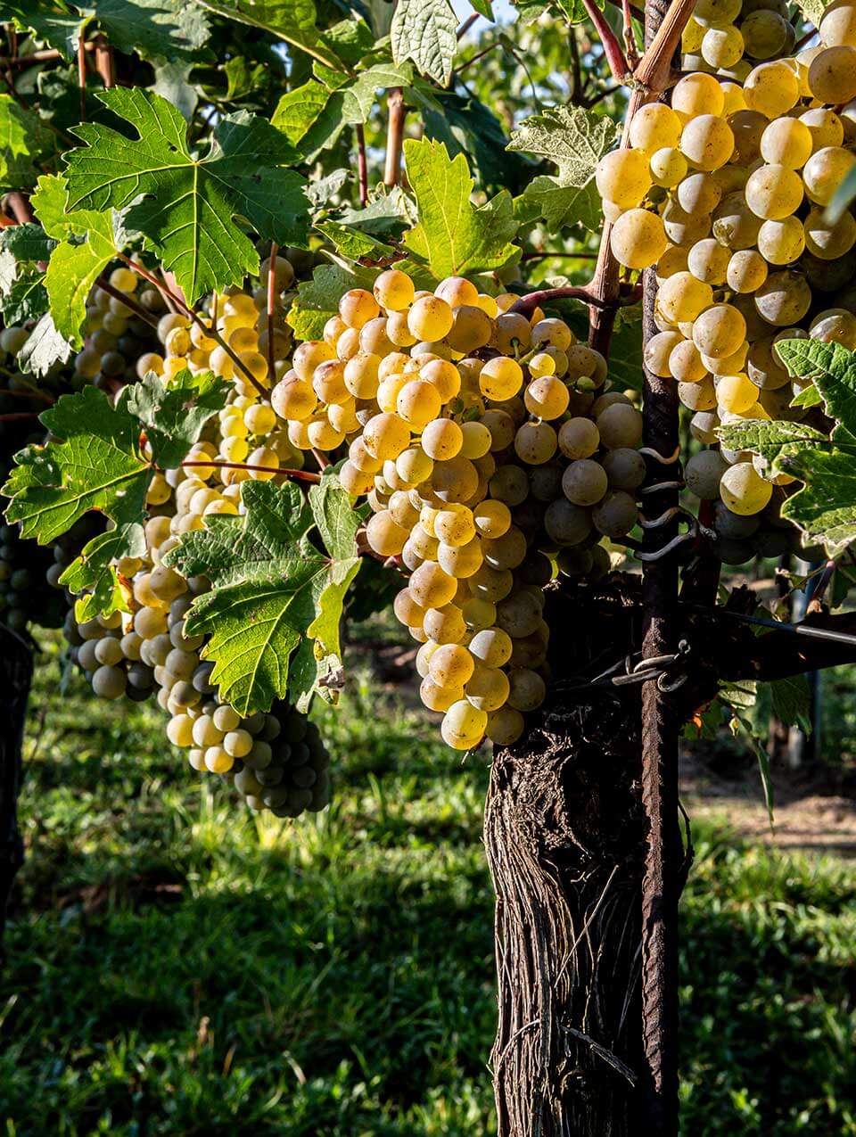 Grüner Veltliner © ÖWM / Robert Herbst Wein Tirol | Grüner Veltliner © ÖWM / Robert Herbst