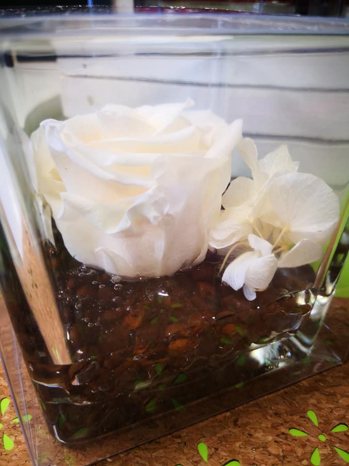 rosa bianca stabilizzata