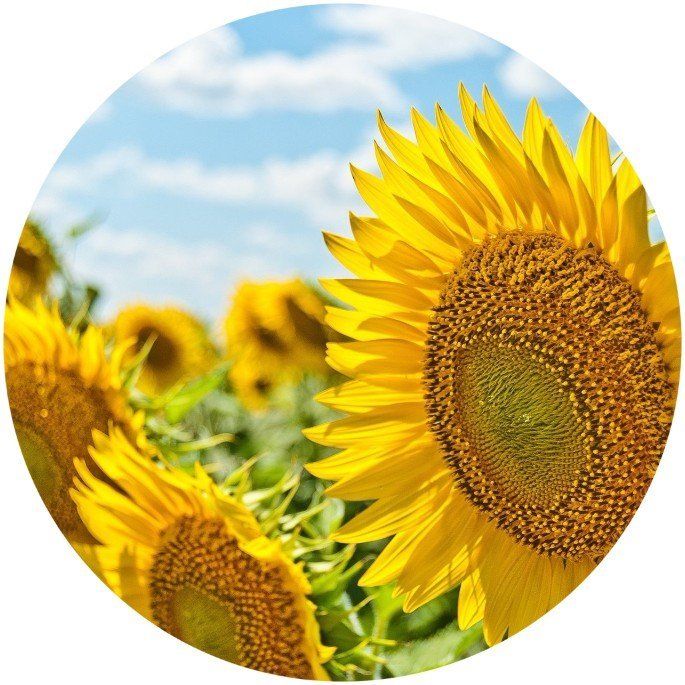 Field of Sunflowers