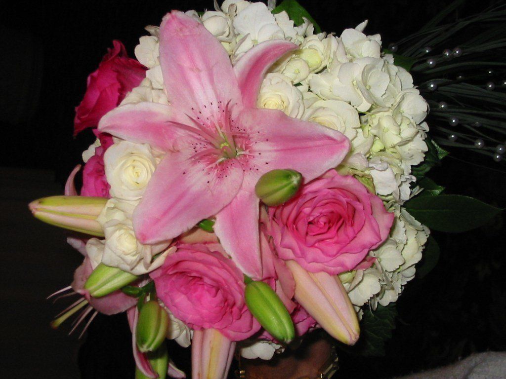 pink lily