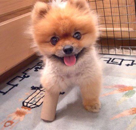 puppy