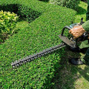 Hedge trimming