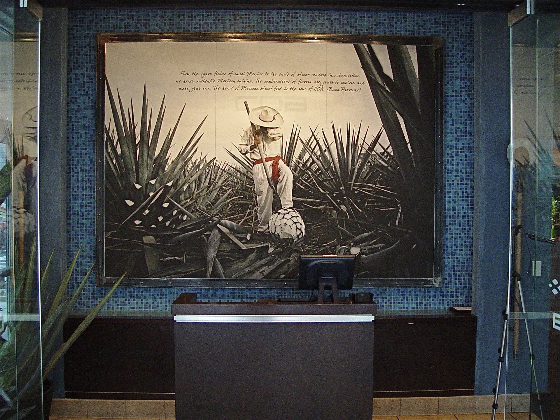 Man in hat harvesting agave plants, large mural above a dark counter.