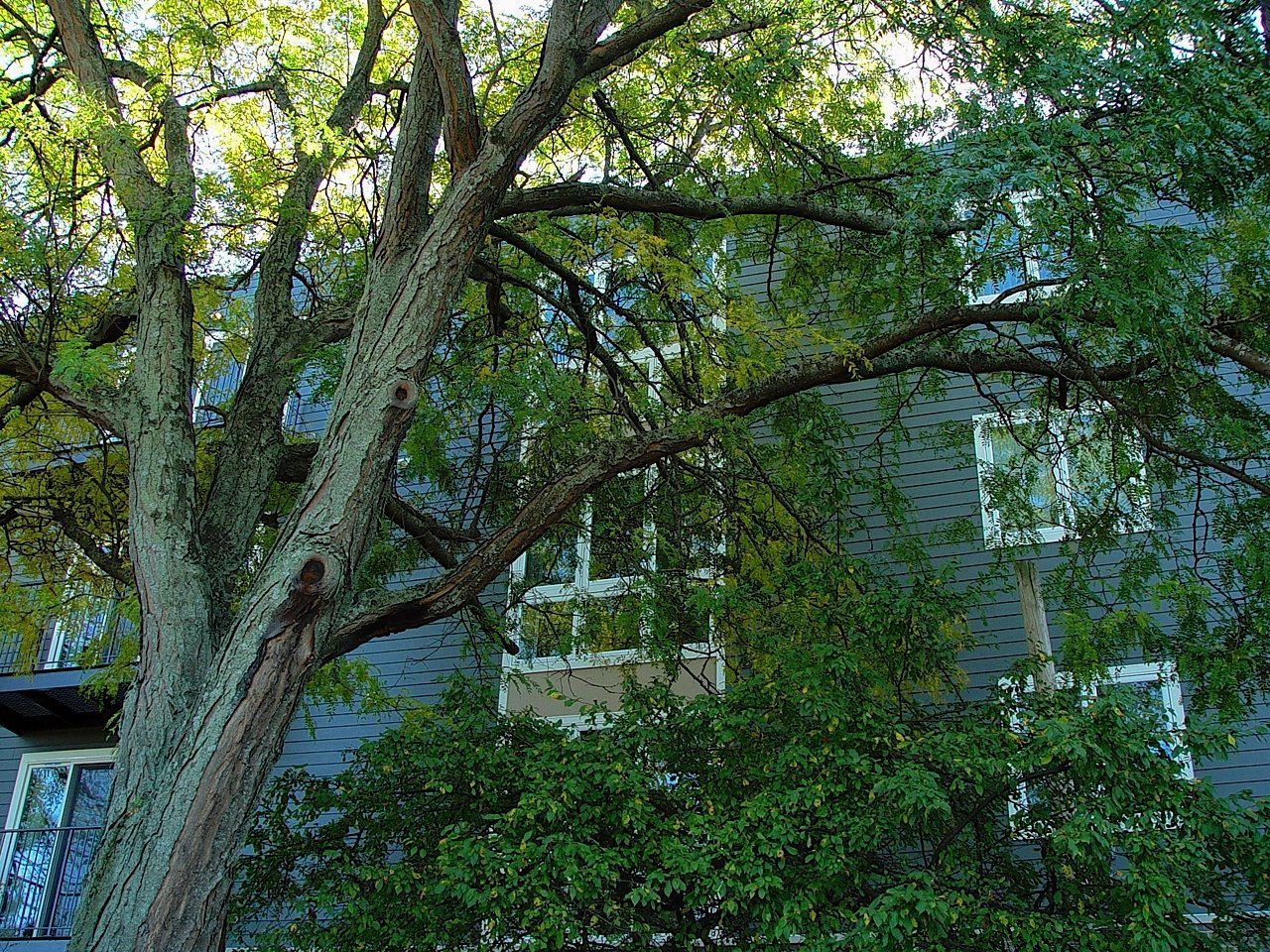 Tree branches in front of a blue building with white-framed windows; sunlight shines through the leaves.