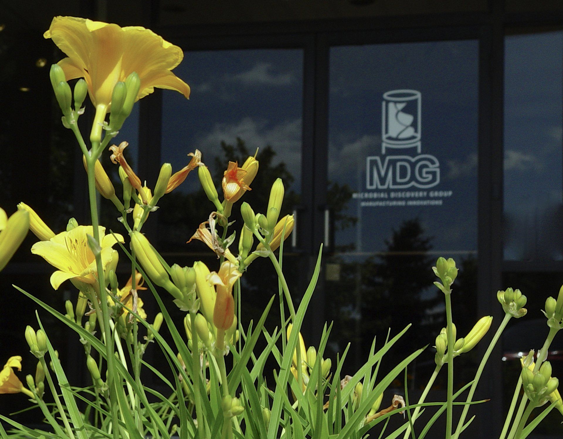 Yellow daylilies bloom in front of a glass door with a 