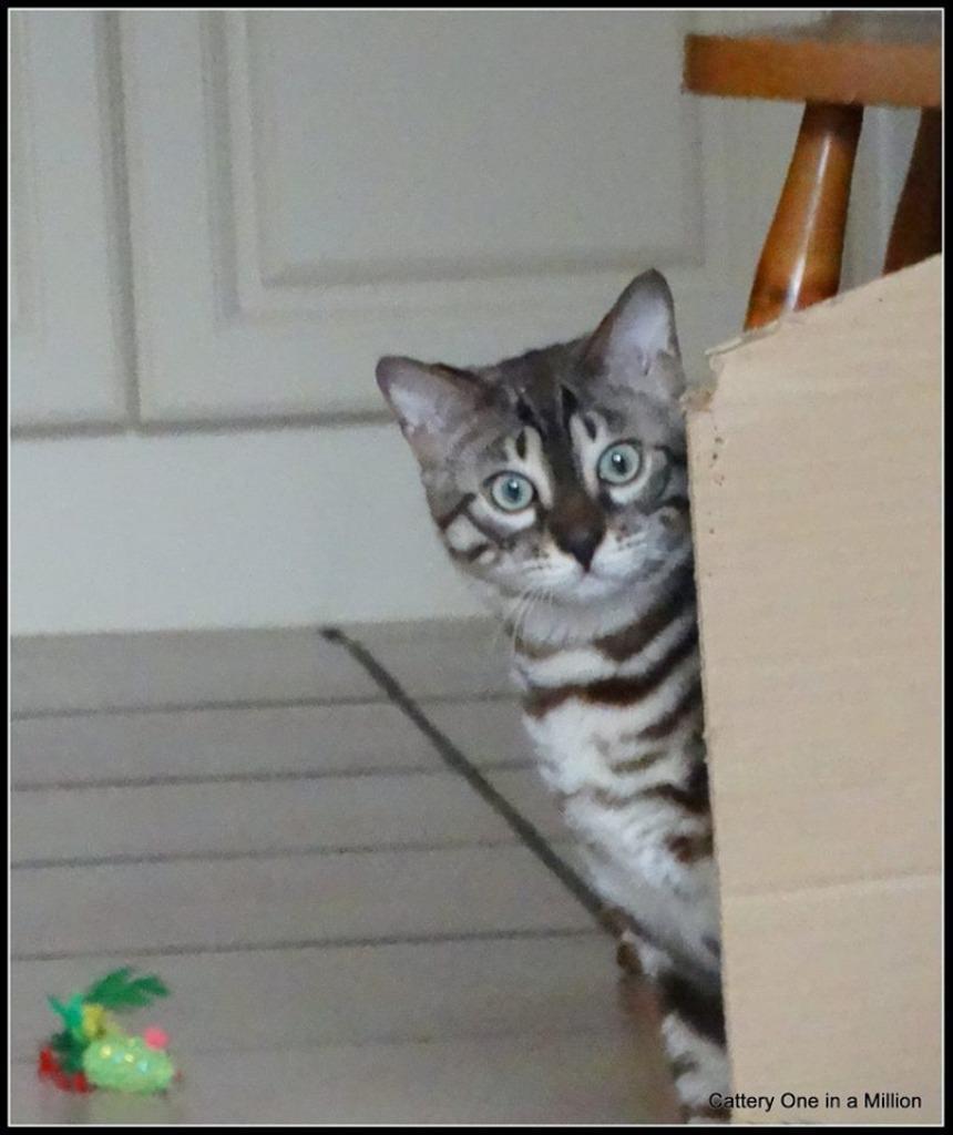 cattery one in a million - Maxx