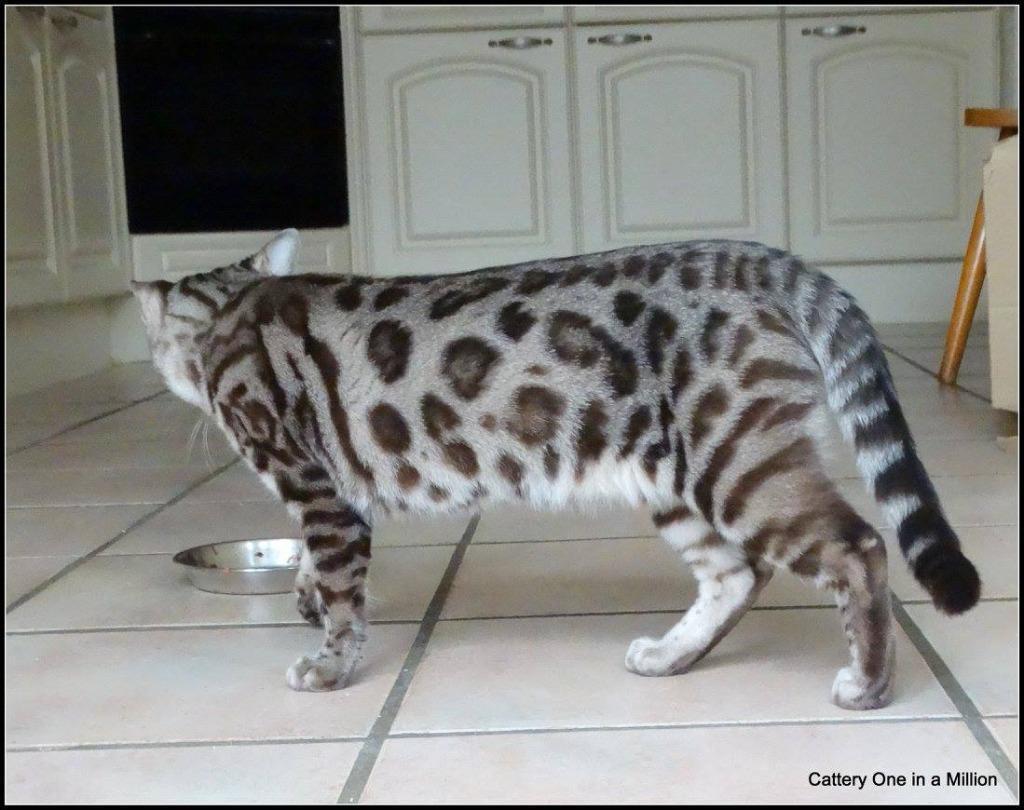 cattery one in a million - Maxx
