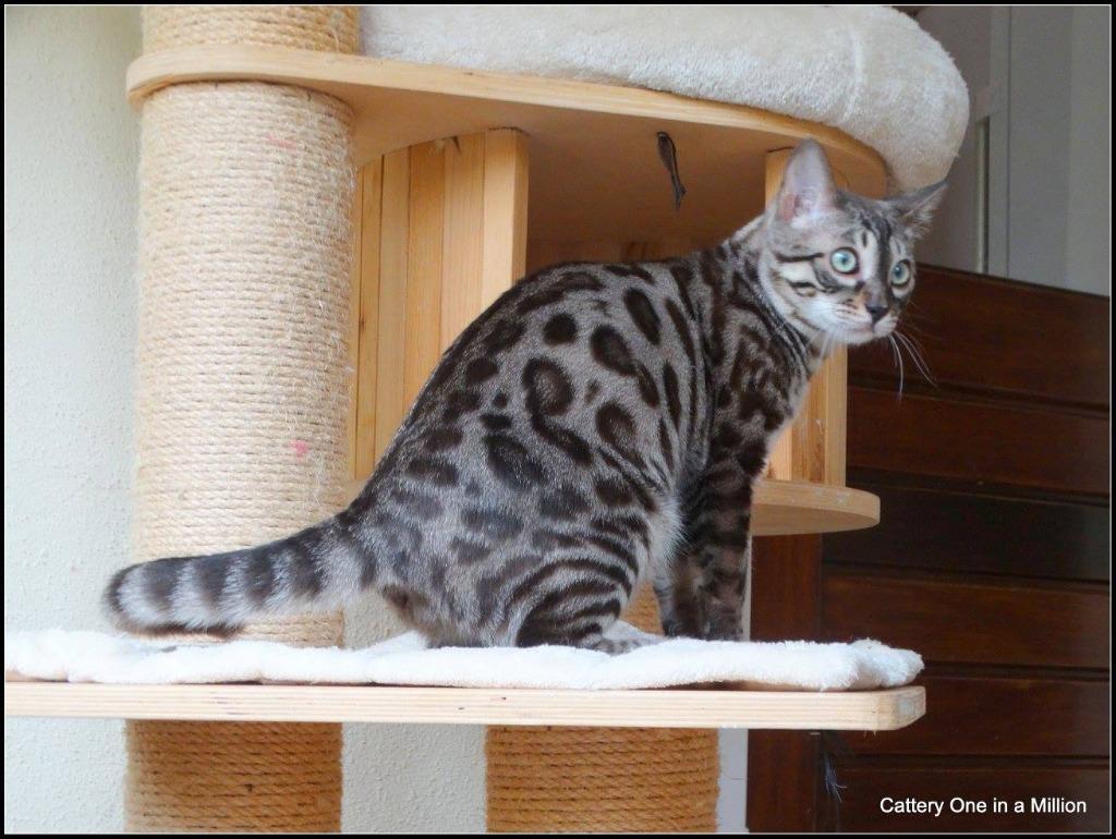 cattery one in a million - Maxx