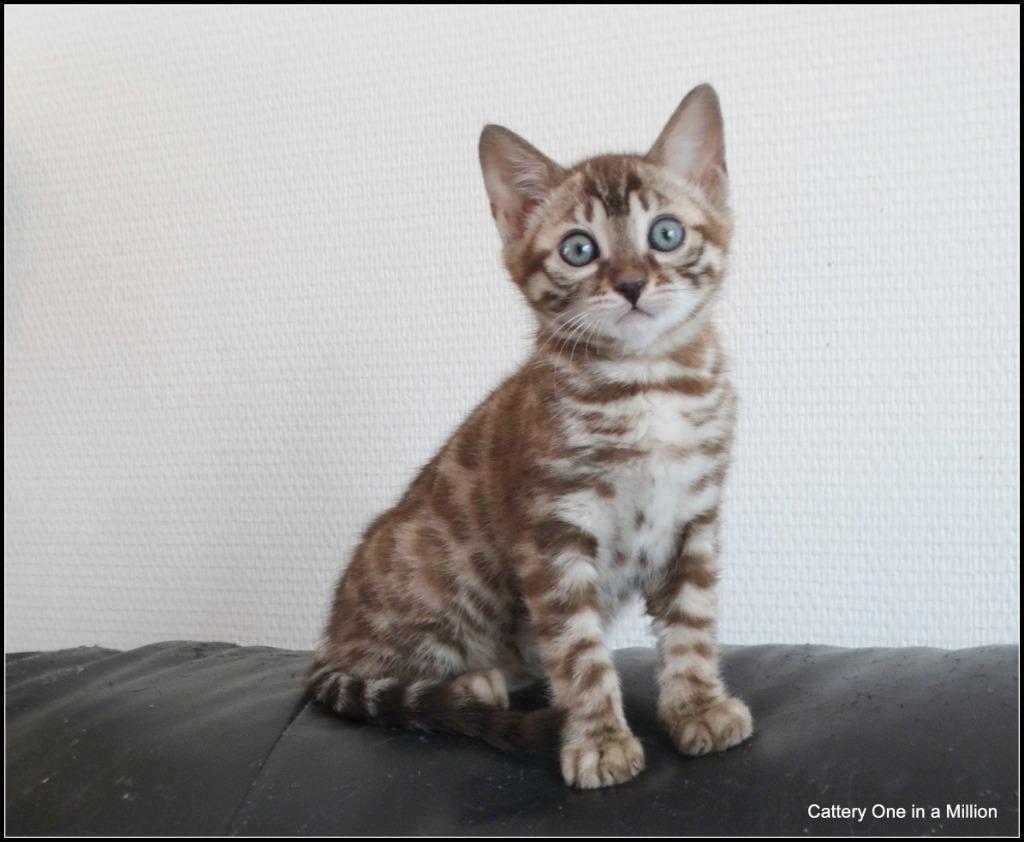 cattery one in a million - Maxx