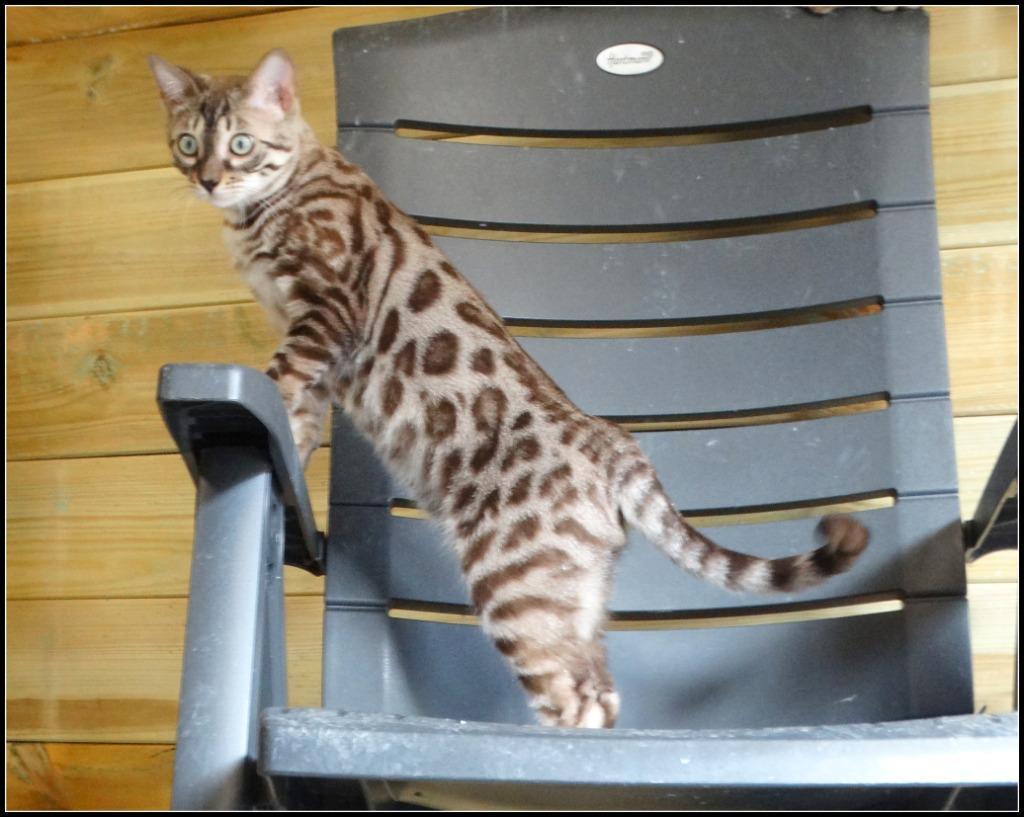 cattery one in a million - Maxx