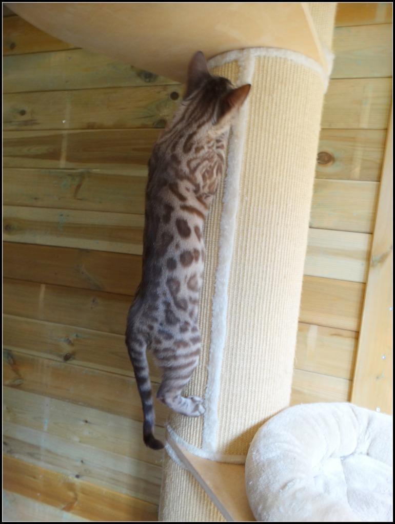 cattery one in a million - Maxx