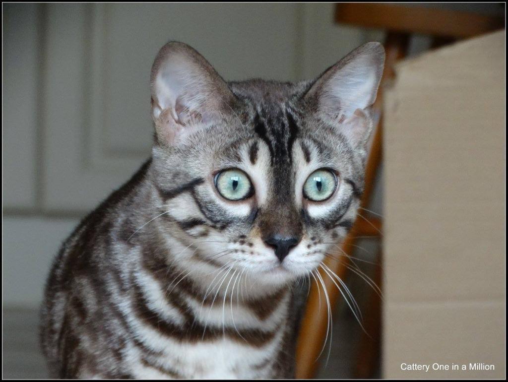 cattery one in a million - Maxx