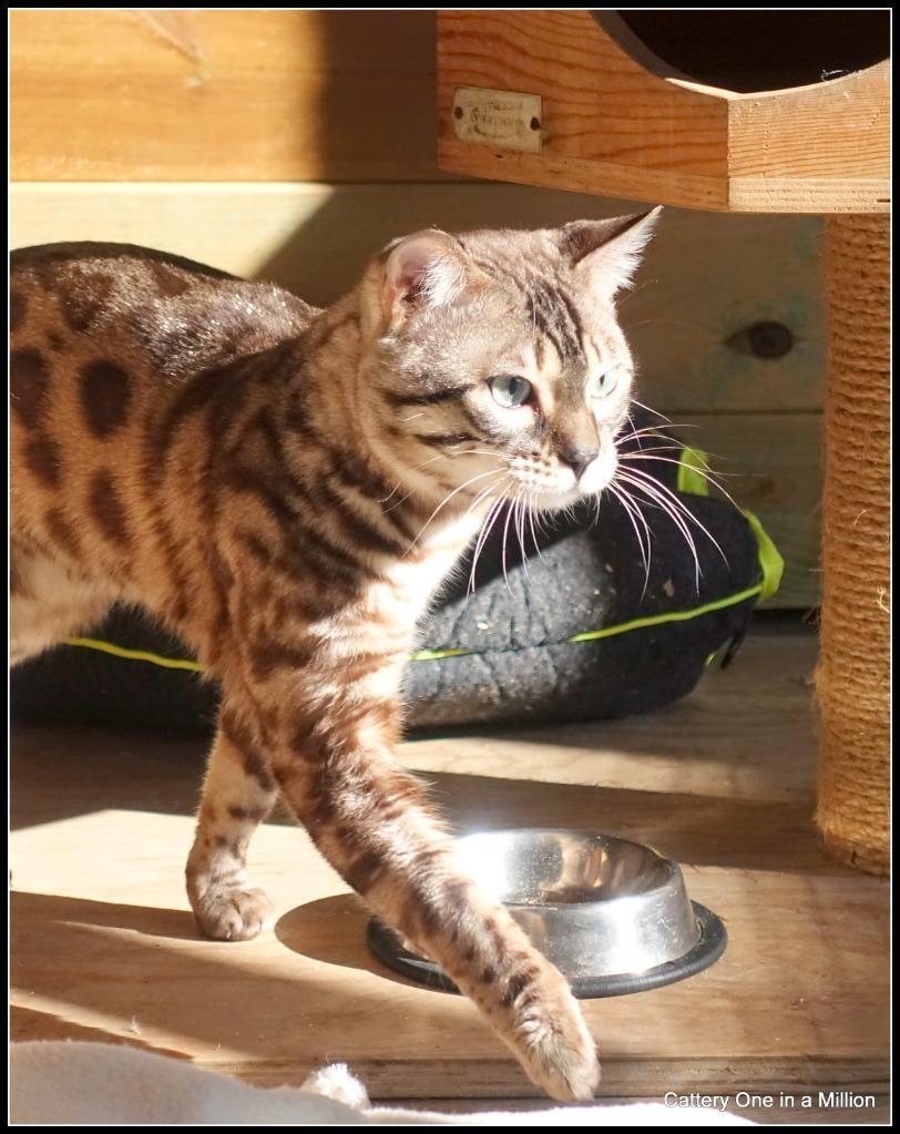 cattery one in a million - Maxx