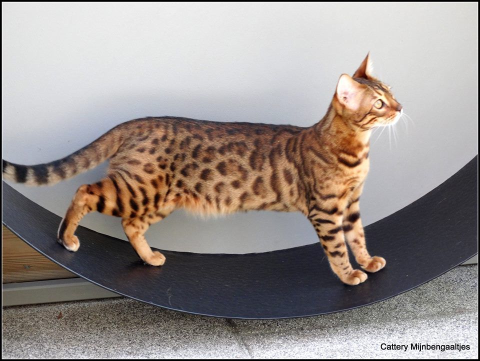 cattery One in a Million