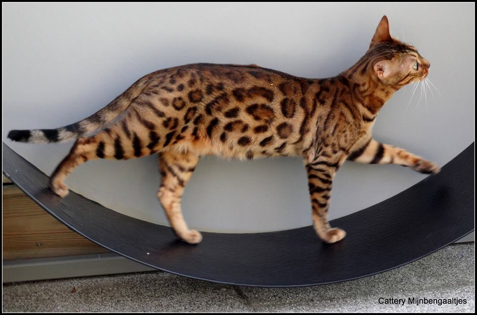 cattery one in a million - poezen