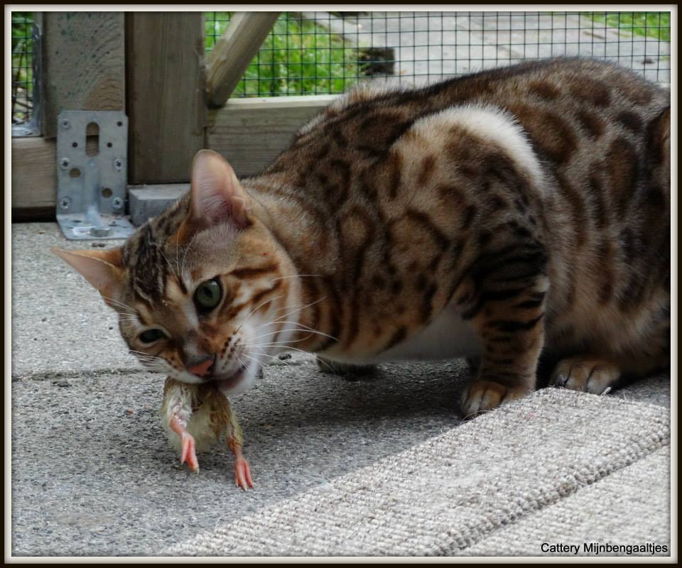 cattery one in a million - Kvv, rauwvoer katten