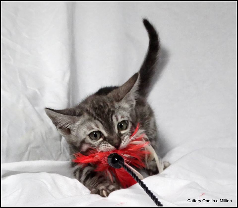cattery one in a million - Ziva