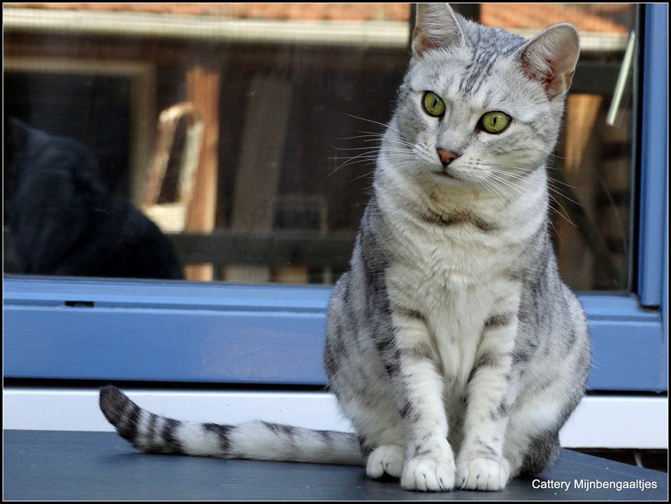 cattery one in a million - poezen