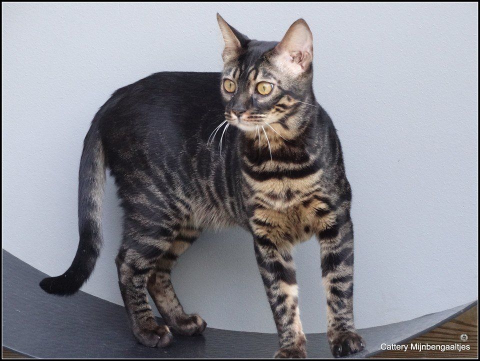 cattery One ina Million