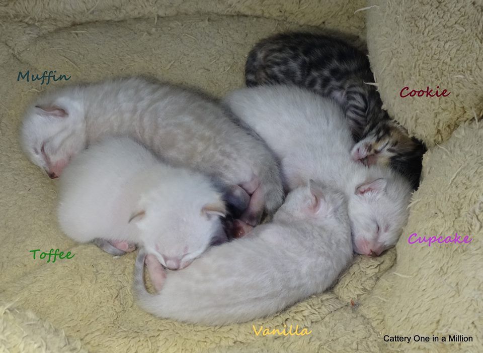 cattery one in a million - de sneeuwbengaal